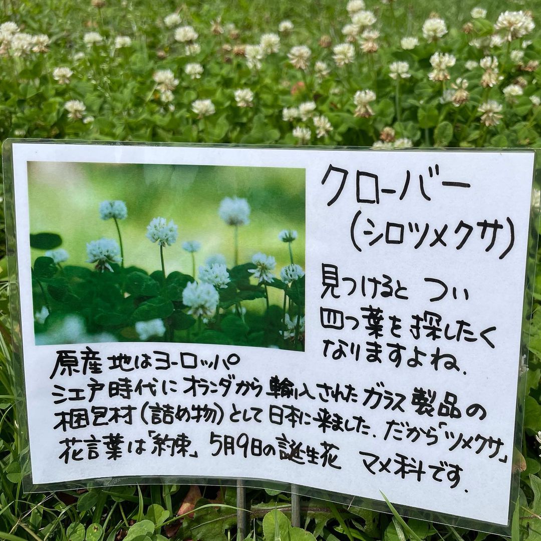 クローバーです 公園ではよく見る植物です 御殿場市都市公園