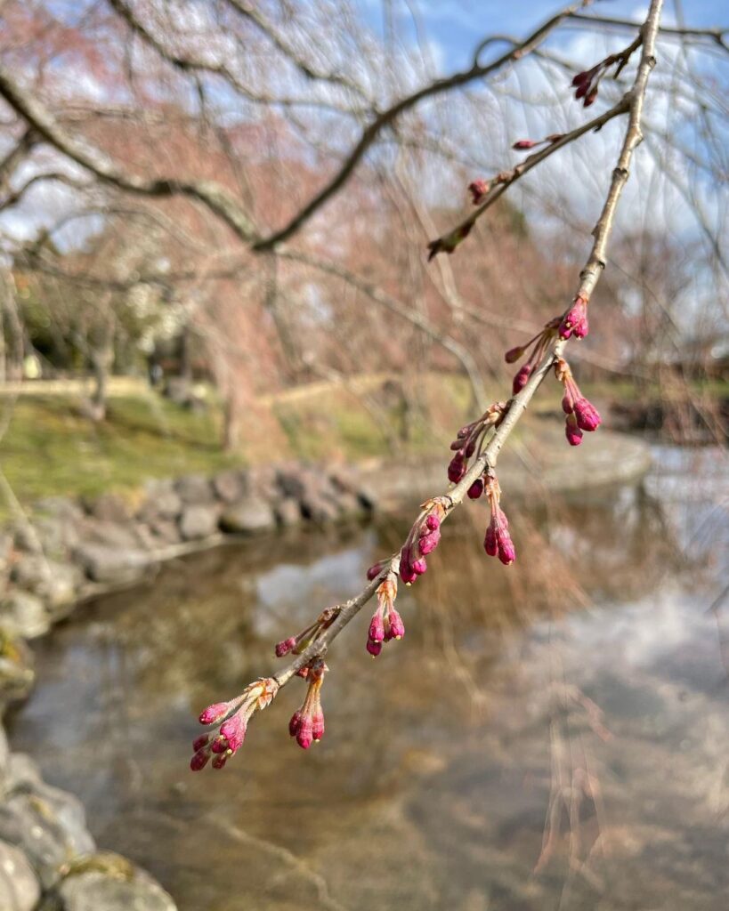 中央公園「ひょうたん池」枝垂れ桜もうすぐ咲きそうです！