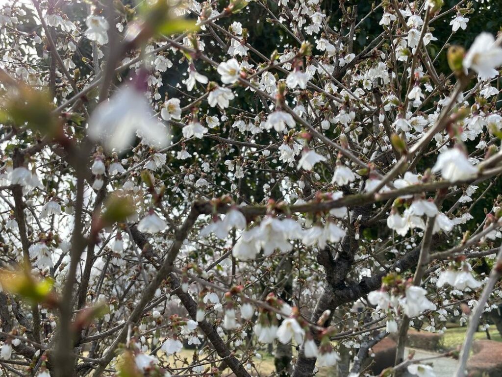 中央公園「ひょうたん池」枝垂れ桜開花しました！