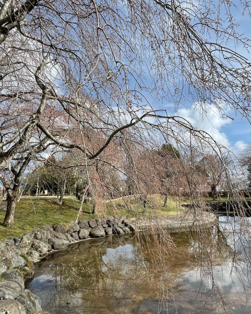 中央公園「ひょうたん池」枝垂れ桜もうすぐ咲きそうです！