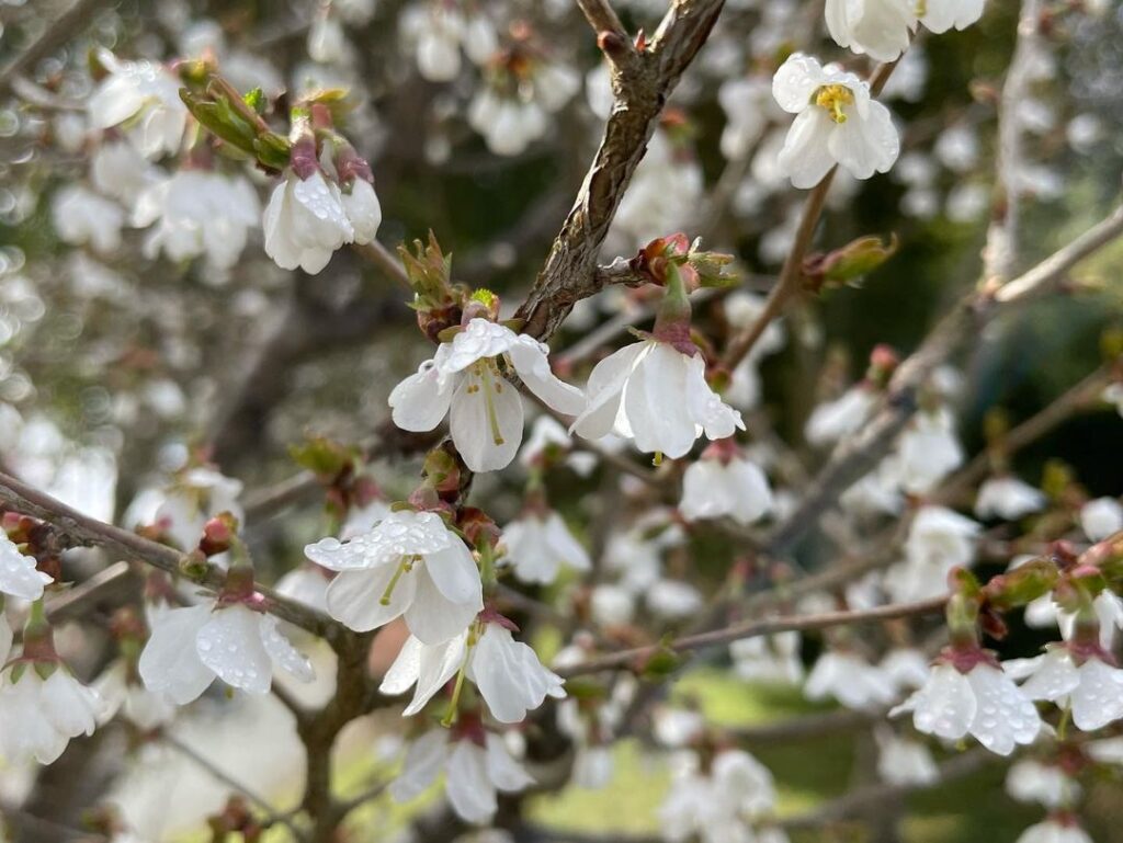中央公園「ひょうたん池」枝垂れ桜開花しました！