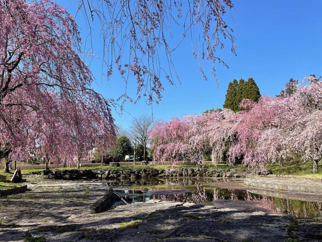 中央公園「ひょうたん池」枝垂れ桜、見ごろです！