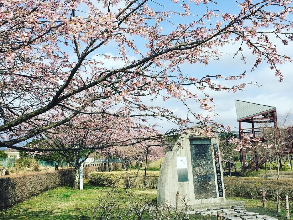桜公園開花情報！