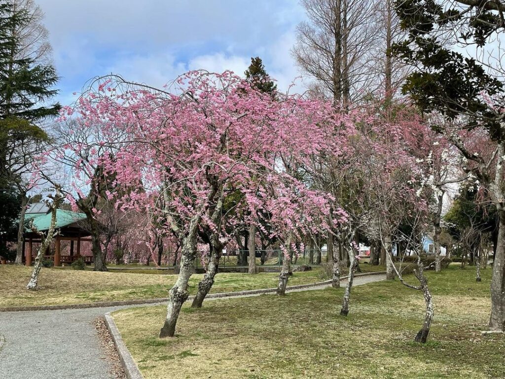 中央公園「ひょうたん池」の八重紅枝垂桜が開花しました！