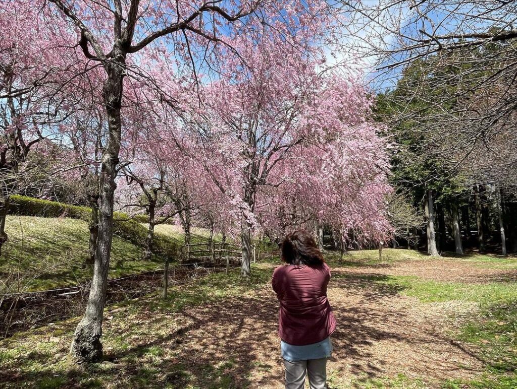 駒門公園「枝垂れ桜」5分咲きです！