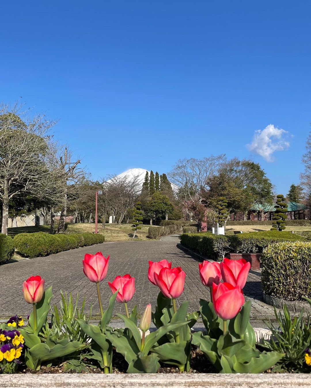 中央公園 チューリップ 開花情報 御殿場市都市公園