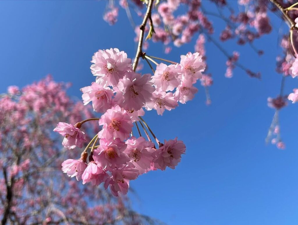 中央公園「ひょうたん池」枝垂れ桜、見ごろです！