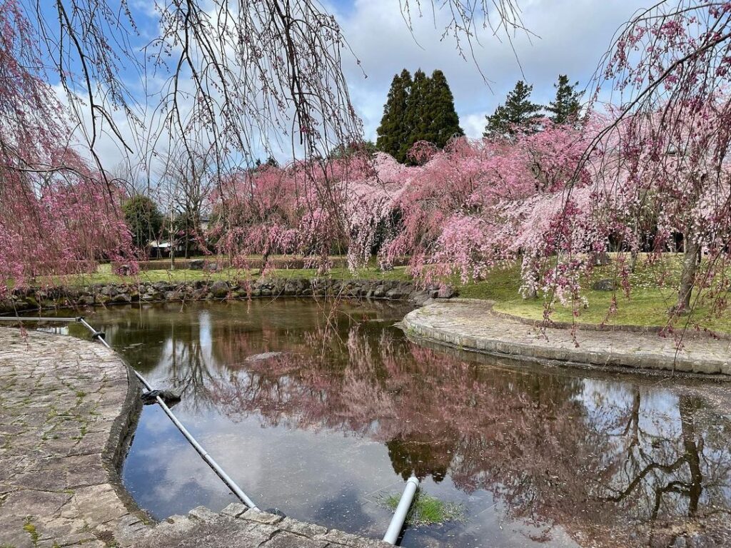 中央公園「ひょうたん池」の八重紅枝垂桜が開花しました！