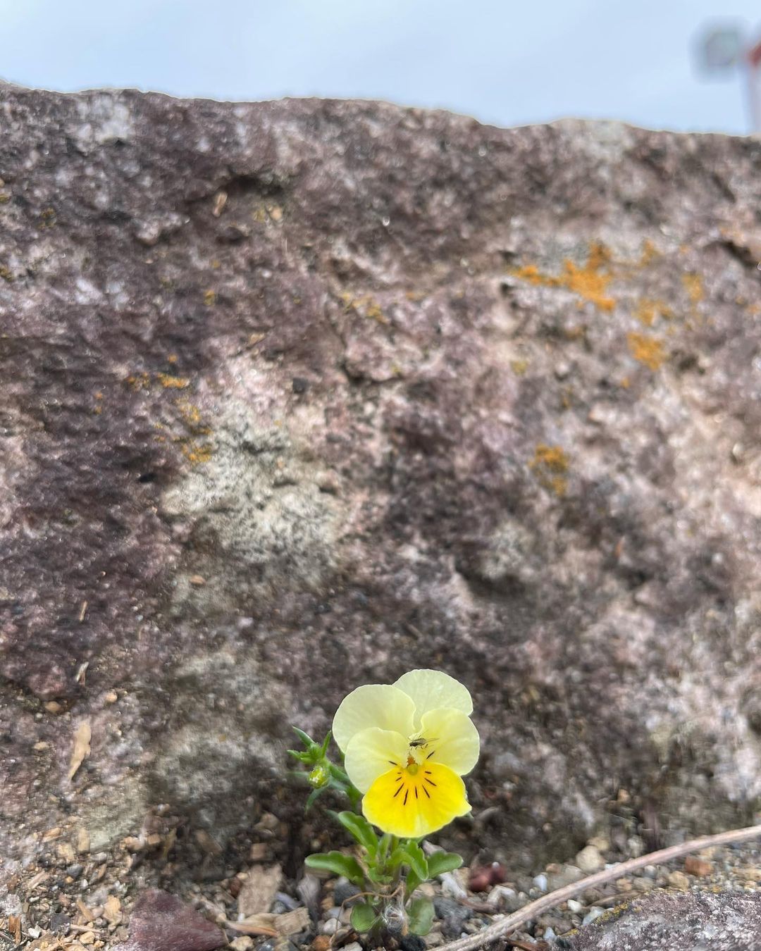 大きな富士山と小さい幸せの黄色いパンジー 御殿場市都市公園
