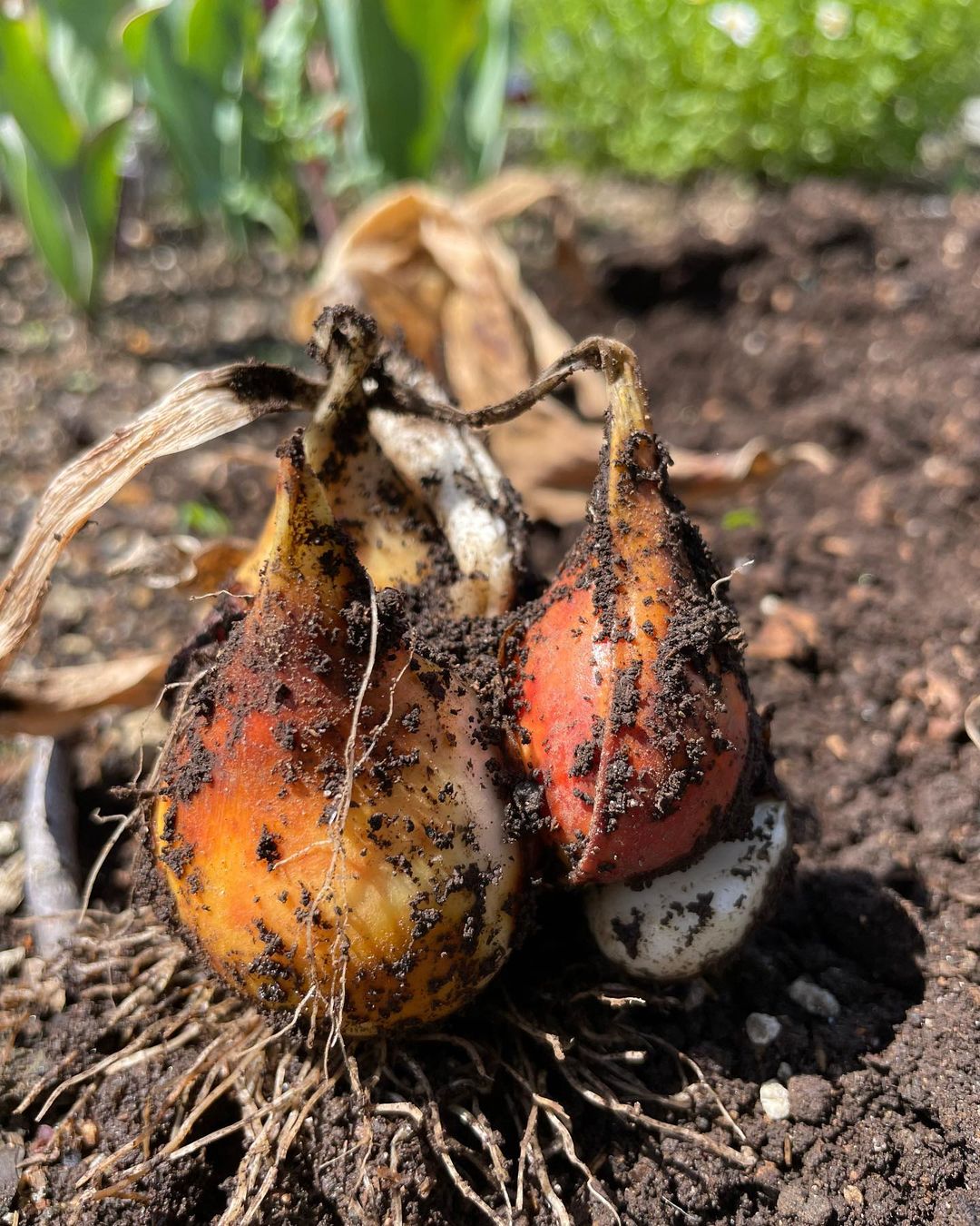 春 きれいに咲いたチューリップの球根を掘り上げました 御殿場市都市公園